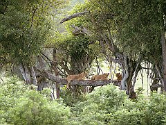 Lions Lazing Upon a Log